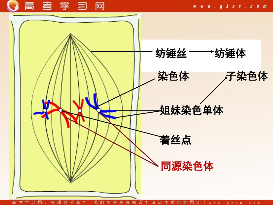 高中生物《减数分裂和受精作用》课件9（50张PPT）（人教版必修2）_第4页