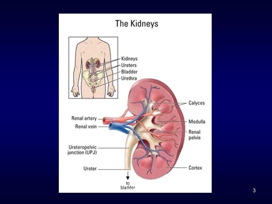 慢性肾功能不全--课件_第3页
