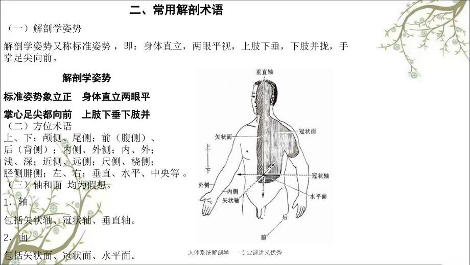 人体系统解剖学专业课讲义优秀_第4页