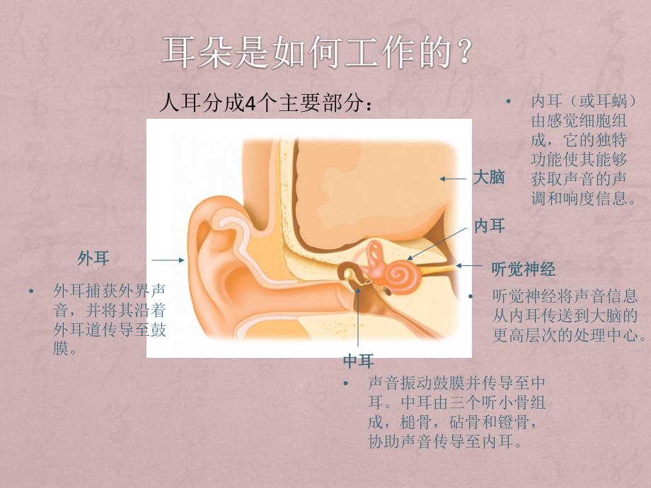 CIEP讲稿 - 人工耳蜗知识入门_第3页