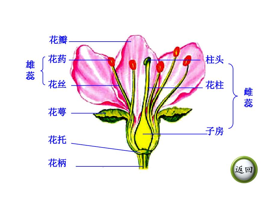 第五节开花和结果果实的结构_第3页