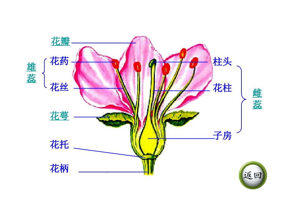 第五节开花和结果果实的结构_第4页