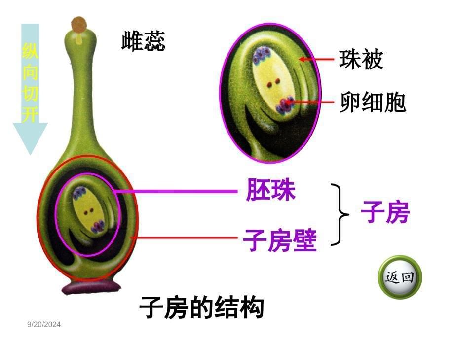 第五节开花和结果果实的结构_第5页