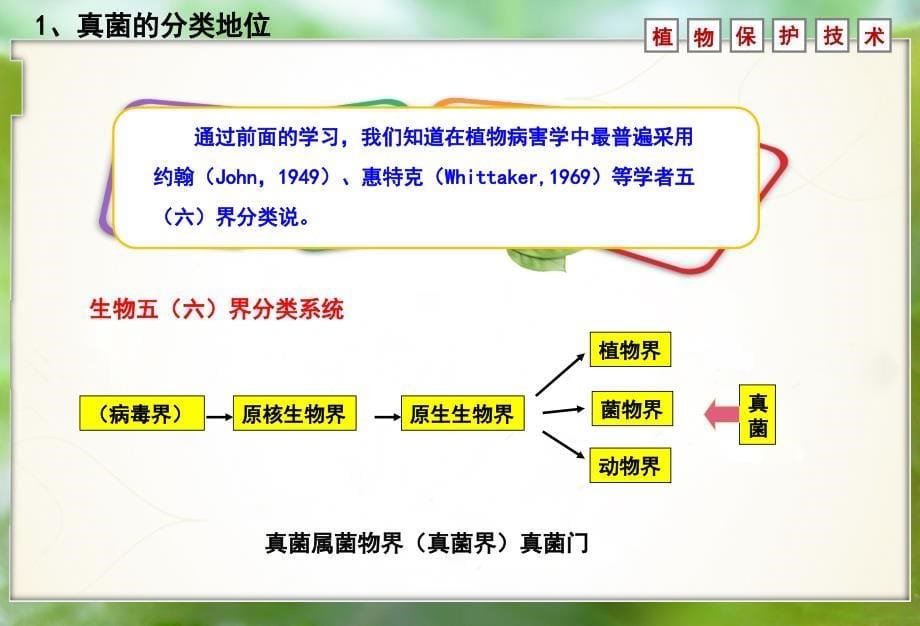 理解真菌五亚门分类系统及各亚门主要特征掌握真菌学名的命名方法_第5页