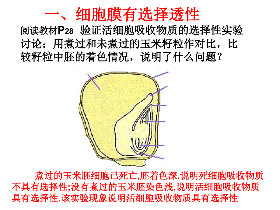 浙科版生物必修1细胞膜和细胞壁_第3页