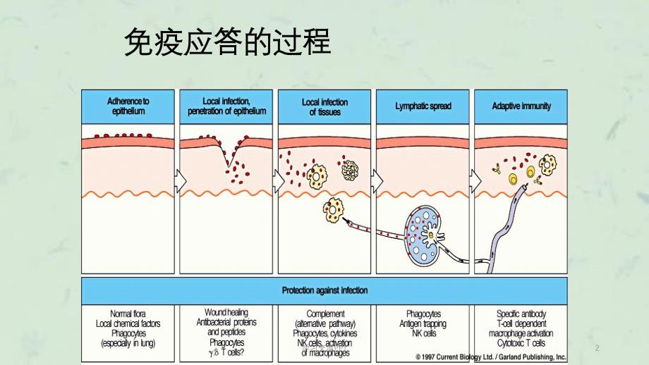 T细胞对抗原的识别ppt课件_第2页