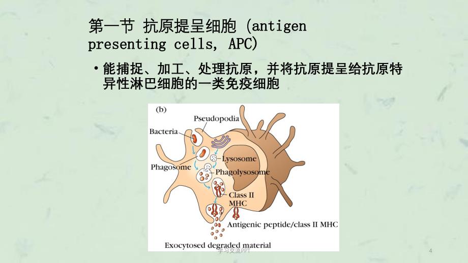 T细胞对抗原的识别ppt课件_第4页