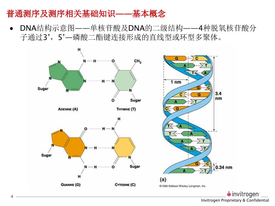 测序引物的要求-中国试验动物信息网教学提纲_第4页