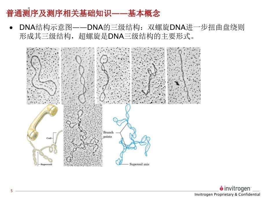 测序引物的要求-中国试验动物信息网教学提纲_第5页