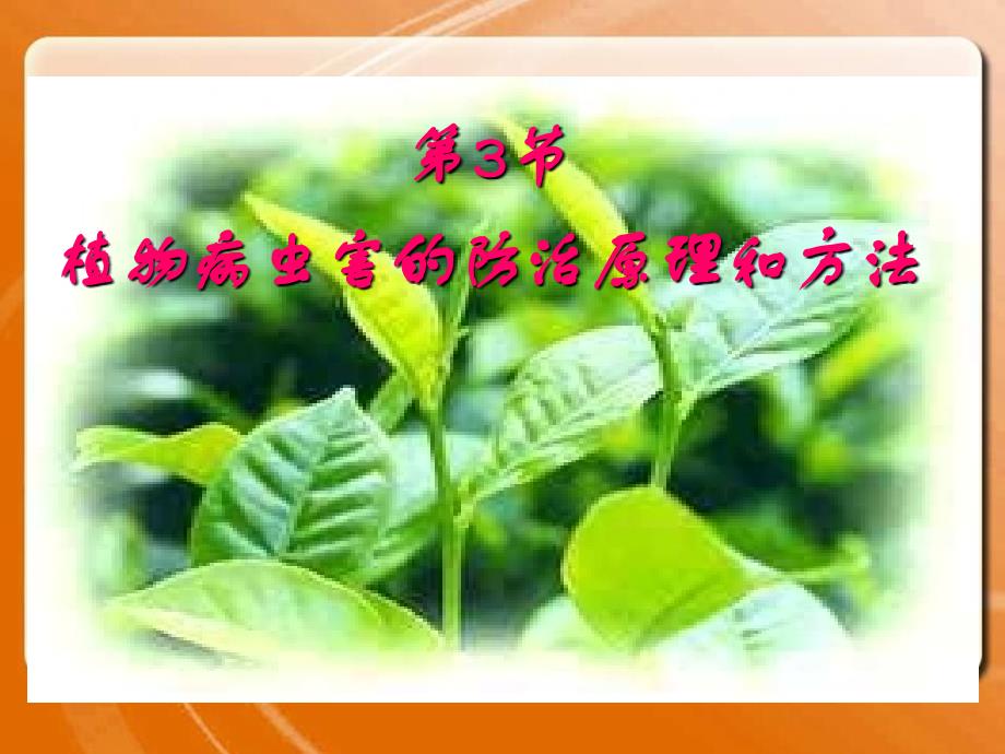 高中生物《植物病虫害的防治原理和方法》课件三（25张PPT）（人教版选修2）_第3页