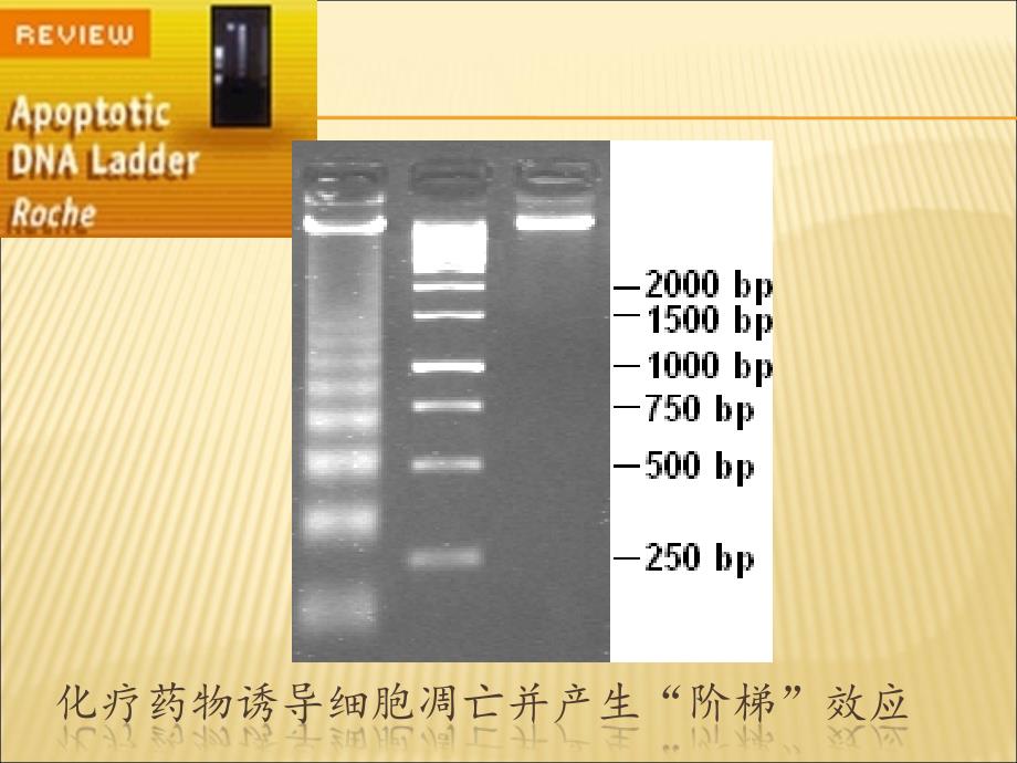 病理生理教研室件_第4页