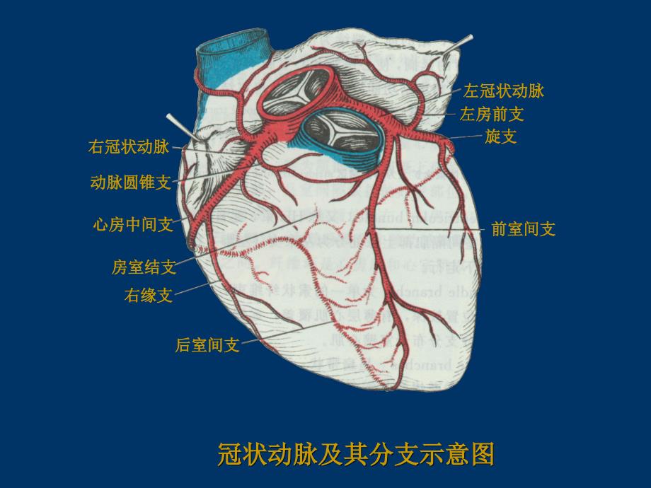 最新24抗动脉粥样硬化药精选PPT文档_第1页