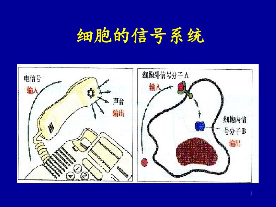 细胞信号的传递文档资料_第1页