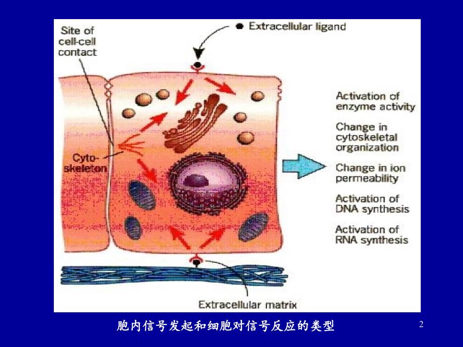 细胞信号的传递文档资料_第2页