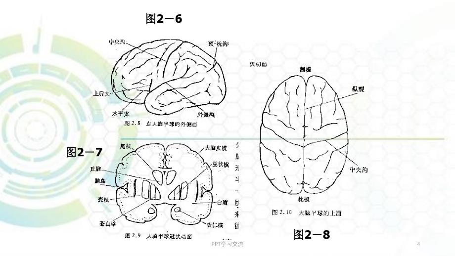 大脑的结构和功能课件_第4页