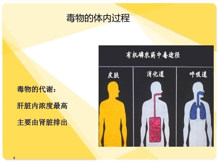 有机磷农药中毒护理查房60434_第5页