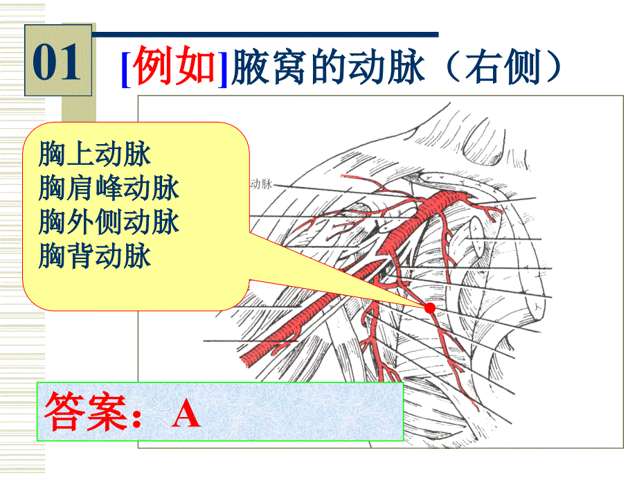 系统解剖学实验考试：解剖实验考_第2页