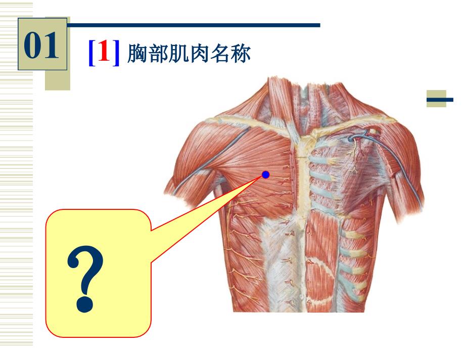 系统解剖学实验考试：解剖实验考_第3页