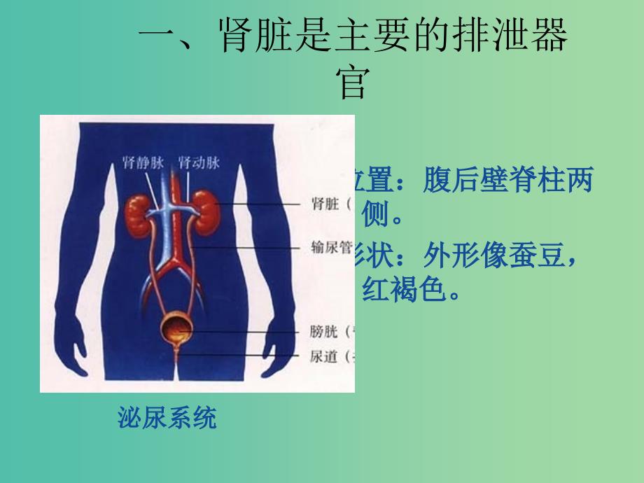 七年级生物下册 第三章 第二节 排泄-肾脏的结构课件 冀教版.ppt_第1页