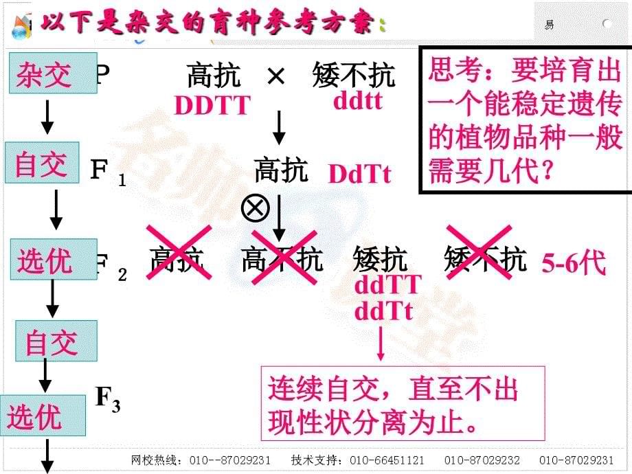 杂交育种与诱变育种1_第5页