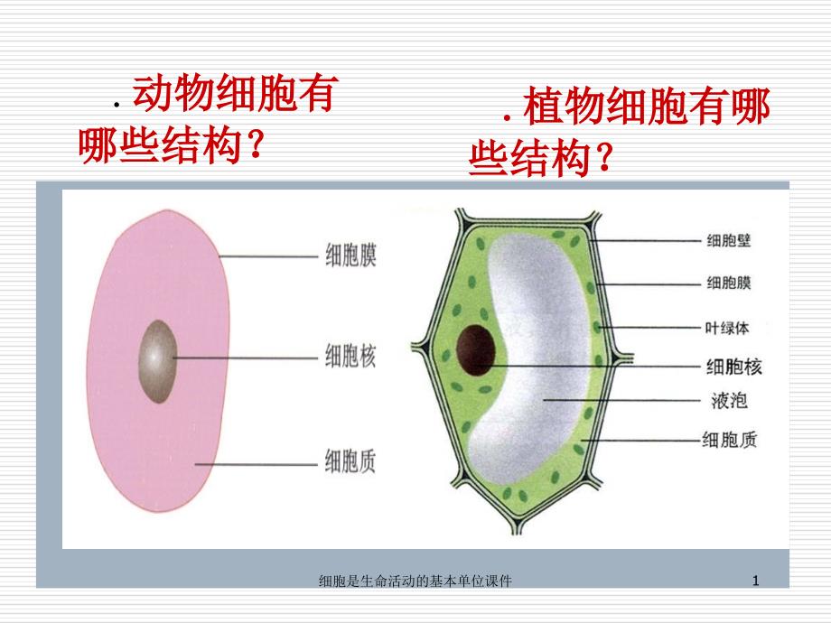 细胞是生命活动的基本单位课件_第1页