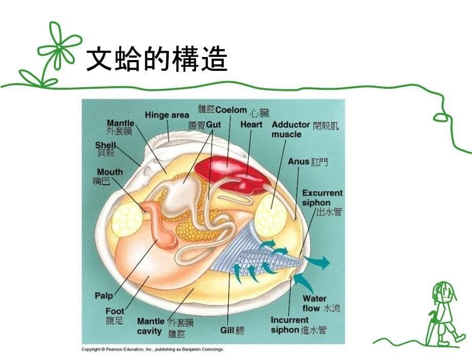 黑沙淘金现文蛤_第5页