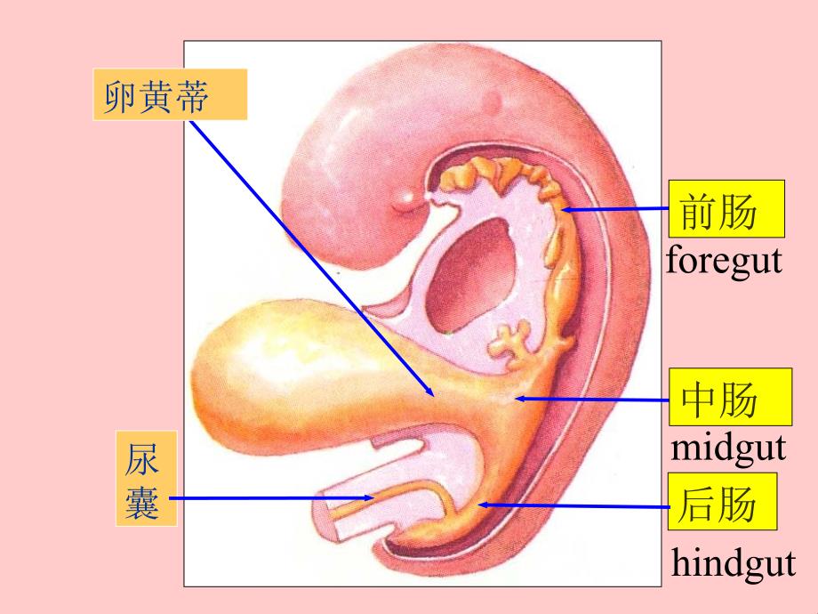 消化、呼吸系统的发生_第4页