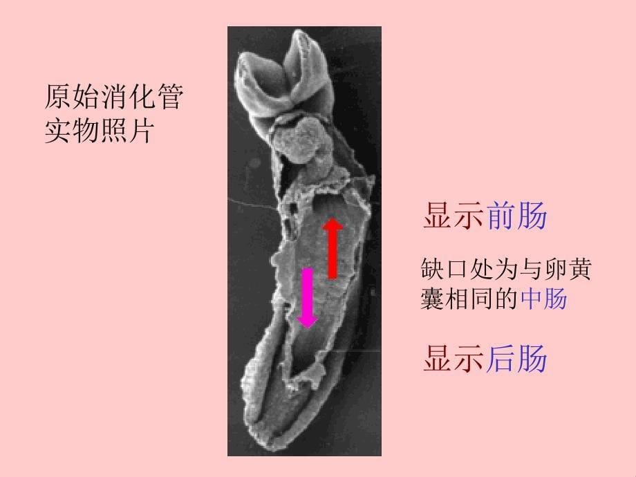 消化、呼吸系统的发生_第5页