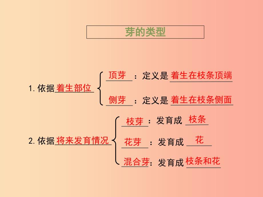 八年级生物上册 4.1.6《芽的类型和发育》课件 （新版）济南版.ppt_第4页