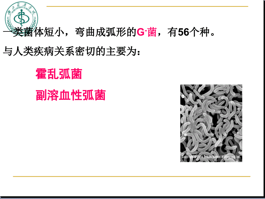 霍乱弧菌与副溶血性弧菌.ppt_第2页