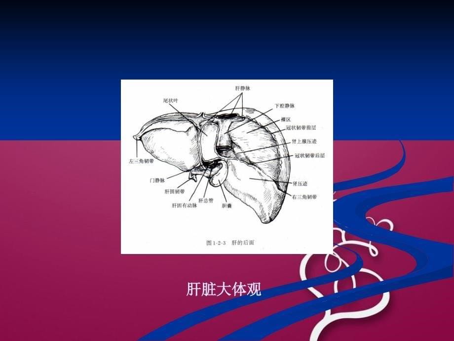 《临床肝切除的主要并发症及防治》课件_第5页