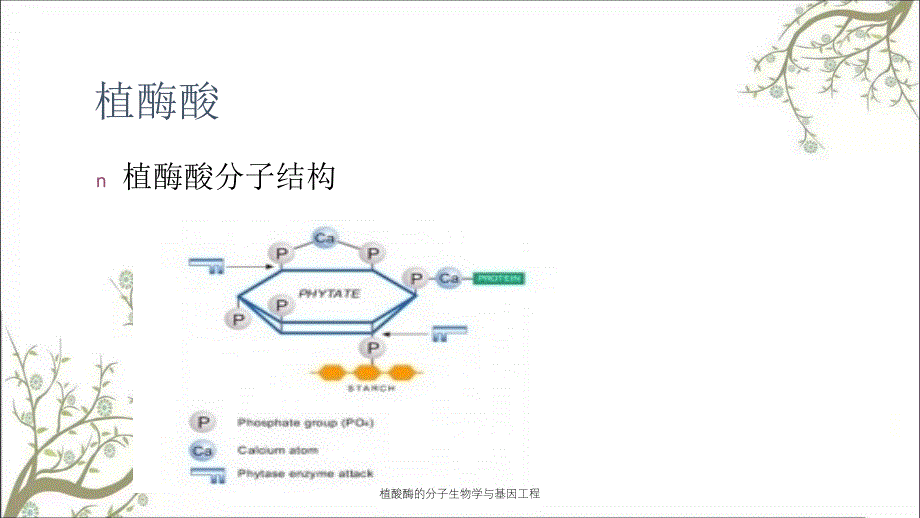 植酸酶的分子生物学与基因工程_第3页