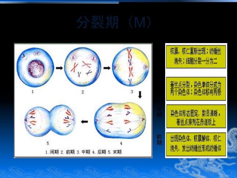 细胞周期与抗癌药物作用机制_第5页