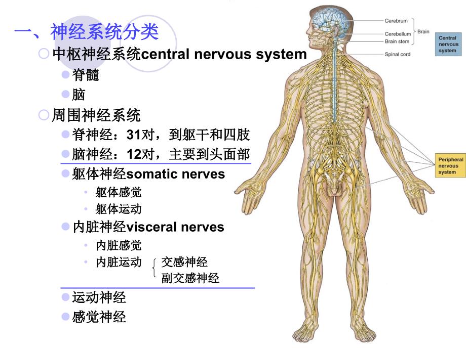 神经系统总论、脊神经_第2页