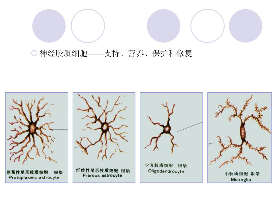 神经系统总论、脊神经_第4页