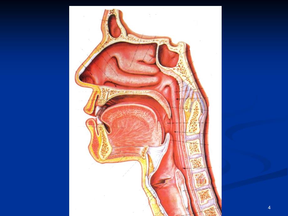 呼吸困难喉源性的处理技术及相关知识.PPT_第4页