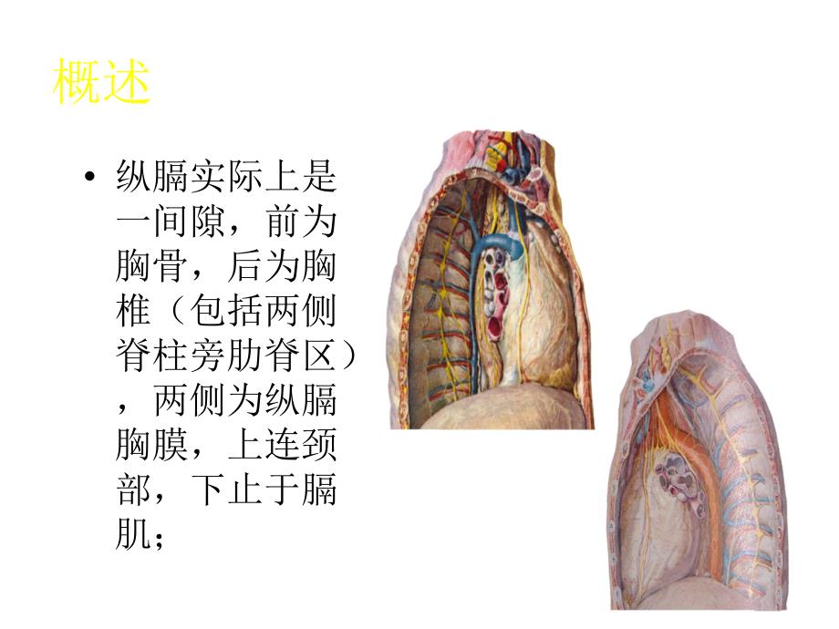 原发性纵膈肿瘤课件_第2页