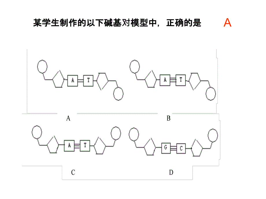 复习DNA的结构_第3页