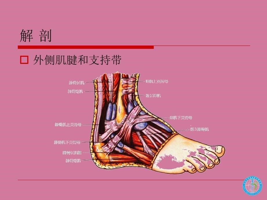 踝关节韧带损伤与修复ppt课件_第5页