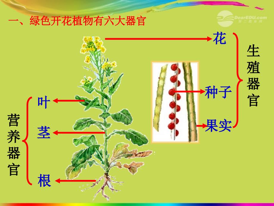 七年级生物上册_第三节_植物体的结构层次课件_新人教版_第4页