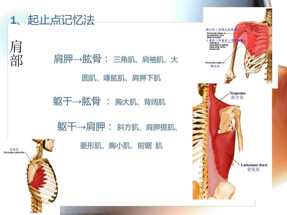 全身肌肉记忆方法课件_第5页