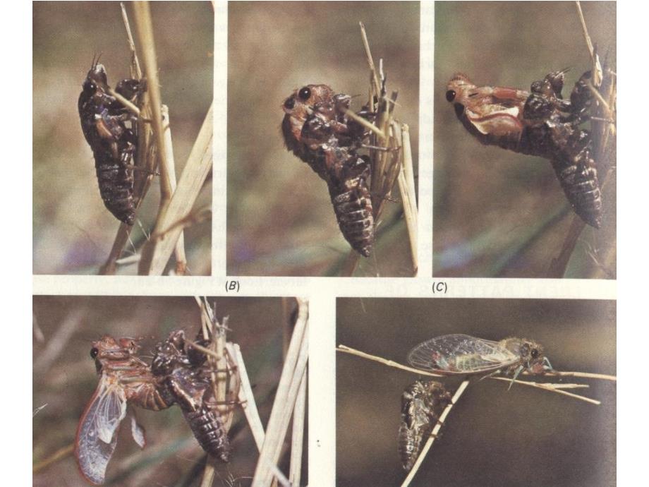 动物学实验七-昆虫的分类依据_第2页