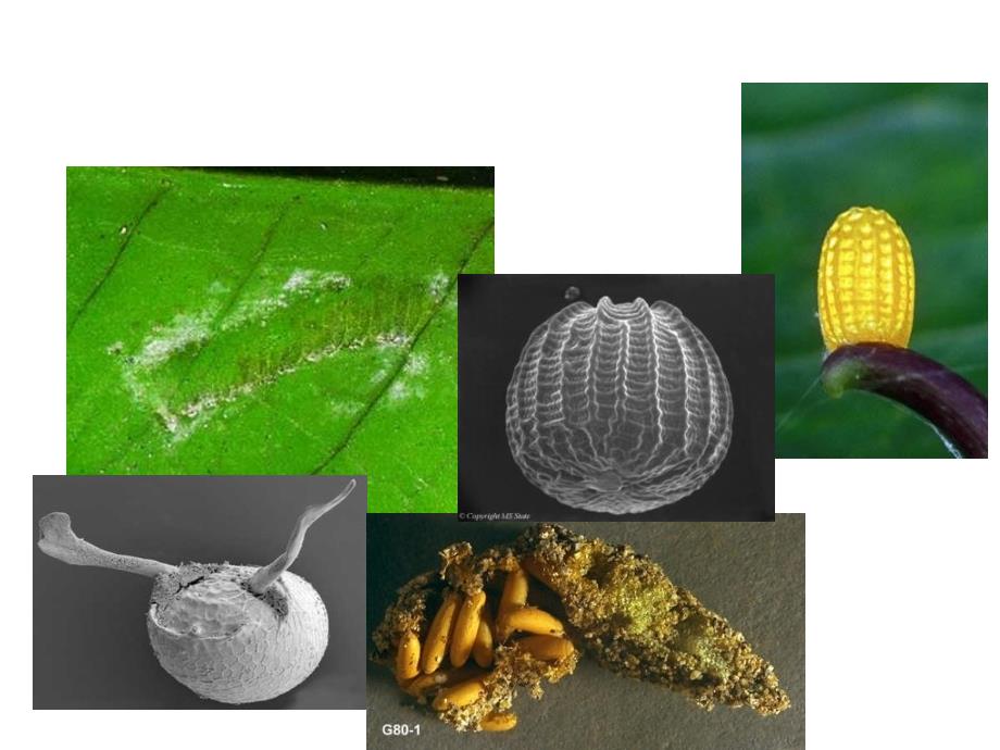 动物学实验七-昆虫的分类依据_第3页