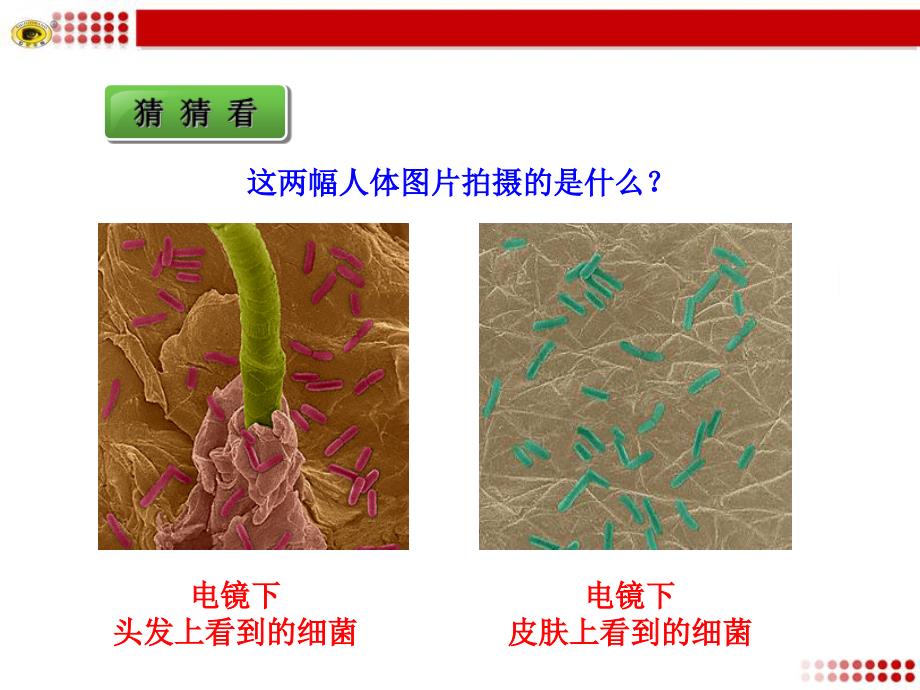 第二节细菌_第4页