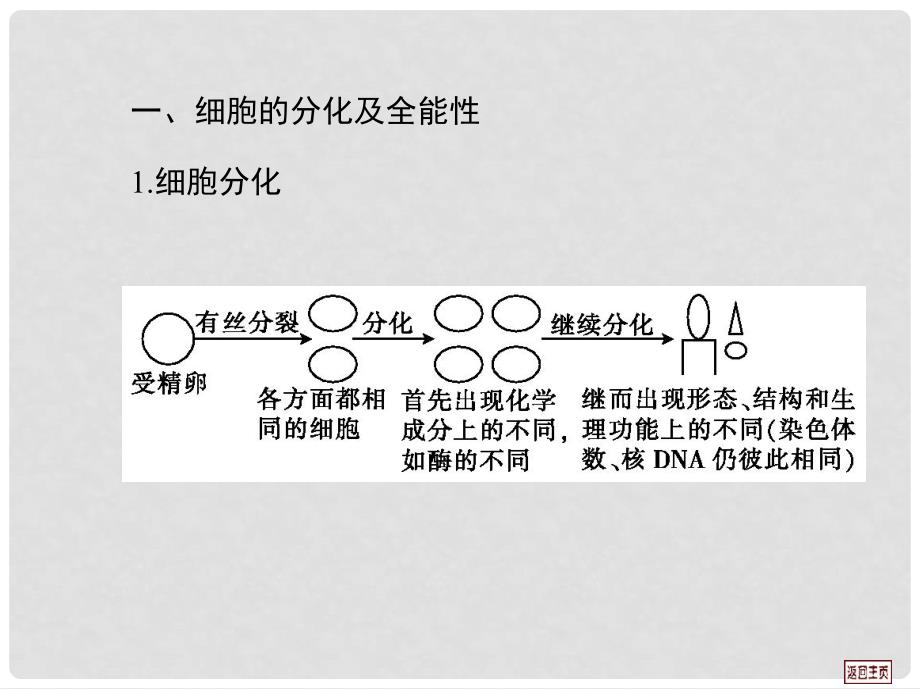 高三生物一轮复习 第四单元 第二课时细胞的分化、衰老、凋亡和癌变课件 新人教版_第2页