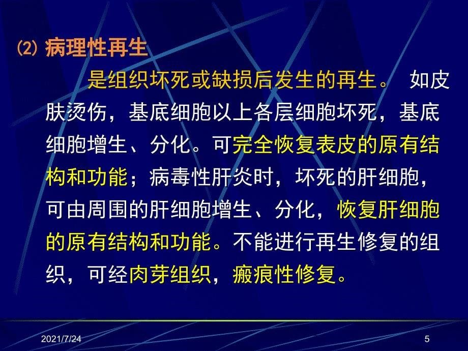 病理学损伤修复1PPT课件_第5页