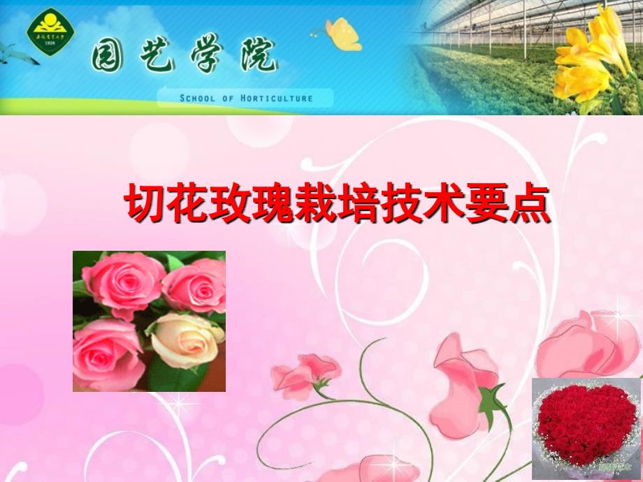 玫瑰切花栽培技术_第1页