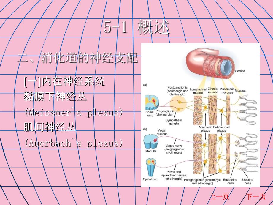 生理学消化吸收ppt课件_第3页