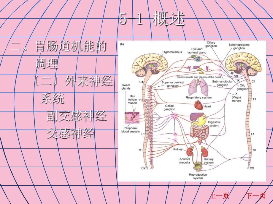 生理学消化吸收ppt课件_第4页