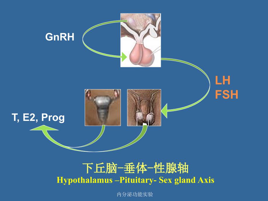 内分泌功能实验课件_第4页